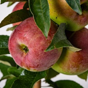 Nízkokmenná jabloň stĺpovitá (Malus domestica) ´GARDEN FOUNTAIN´ - jesenná 120-140 cm, kont.3L